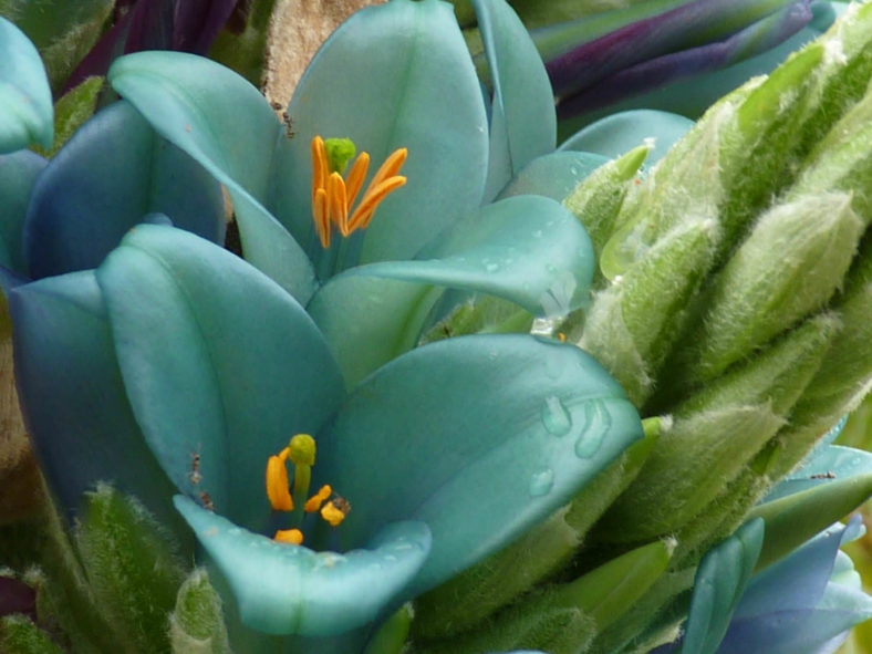 Puya berteroniana - Blue Puya