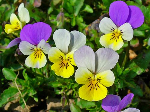 Viola tricolor - Heartsease, Wild Pansy, Johnny Jump Up | World of ...