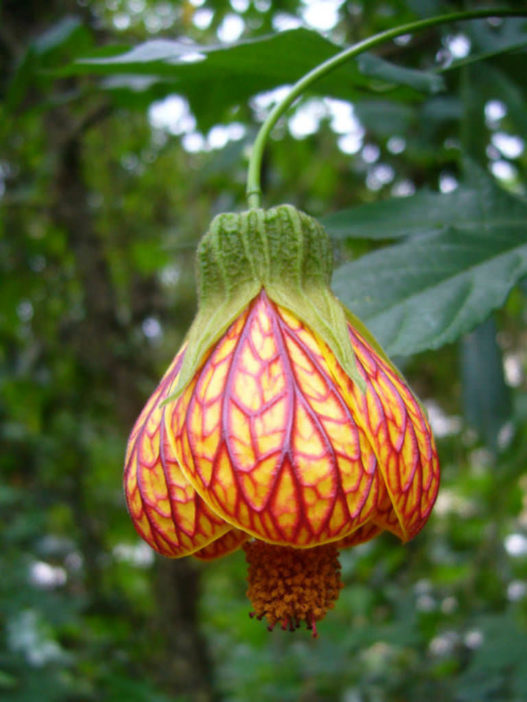 Abutilon pictum (Painted Indian Mallow) - World of Flowering Plants