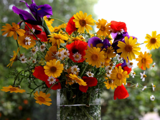 The Best Flower in the Garden | World of Flowering Plants