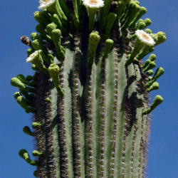 Carnegiea gigantea (Saguaro Cactus) - World of Flowering Plants