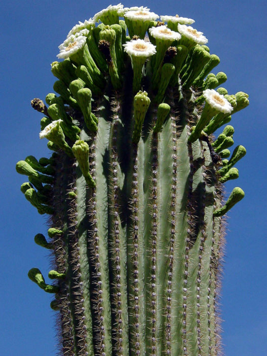 Carnegiea gigantea (Saguaro Cactus) - World of Flowering Plants