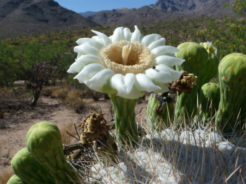 Carnegiea gigantea - Saguaro Cactus