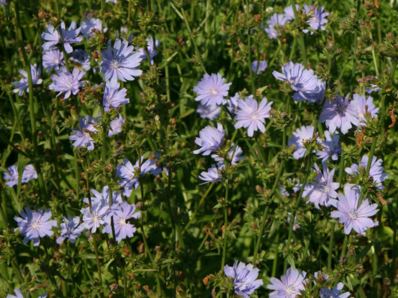 Cichorium intybus – Common Chicory Blue Dandelion