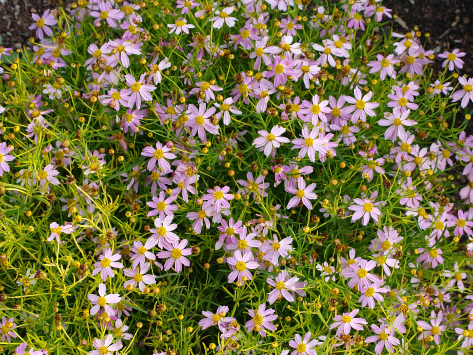Coreopsis rosea (Pink Tickseed) - World of Flowering Plants