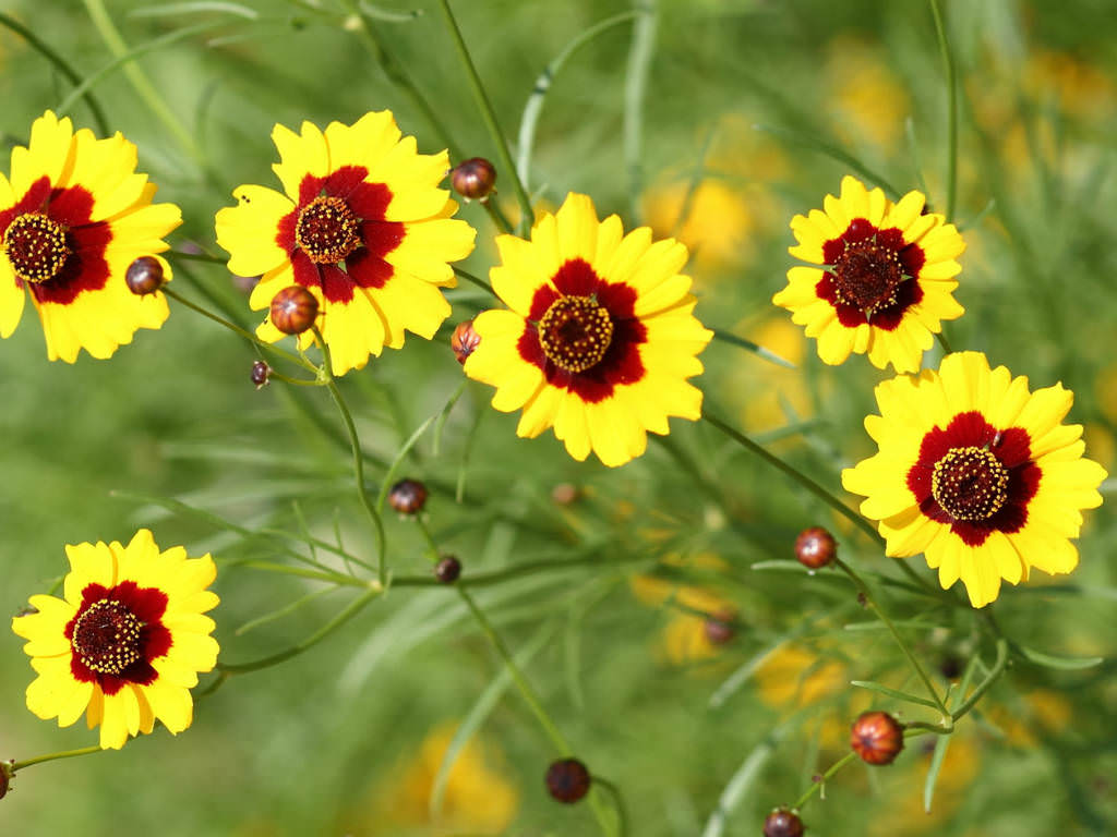 Coreopsis tinctoria (Plains Coreopsis) | World of Flowering Plants