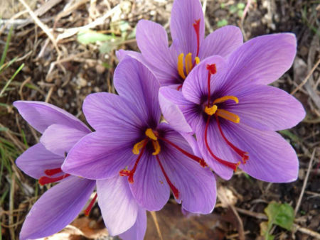 Crocus sativus (Saffron Crocus) - World of Flowering Plants