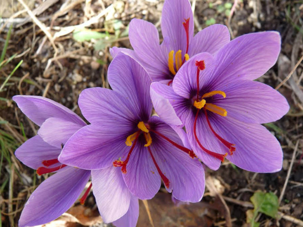 Crocus sativus Saffron Crocus World of Flowering Plants