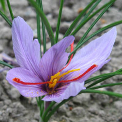 Crocus sativus (Saffron Crocus) - World of Flowering Plants