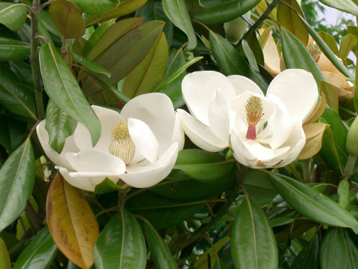 Magnolia grandiflora - Southern Magnolia
