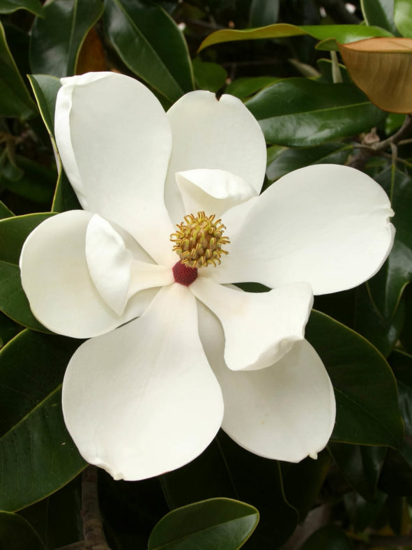 Magnolia grandiflora - Southern Magnolia