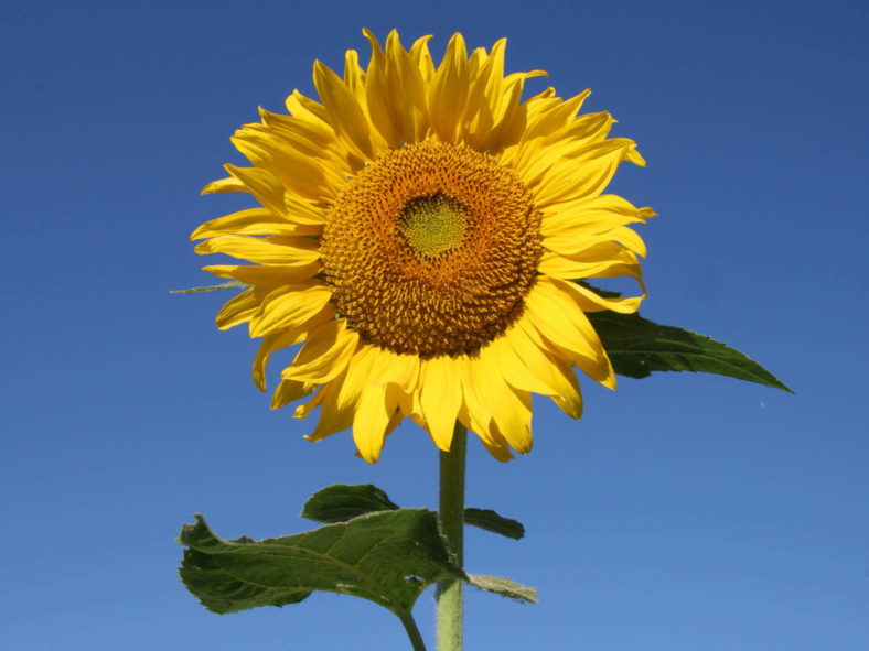 The Story of the Sunflower