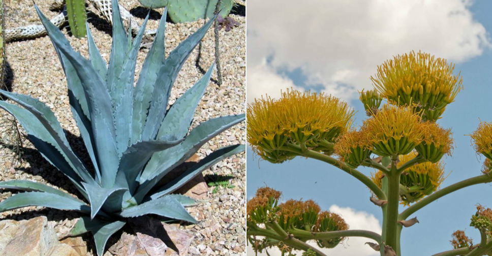 Agave americana (Century Plant) | World of Flowering Plants