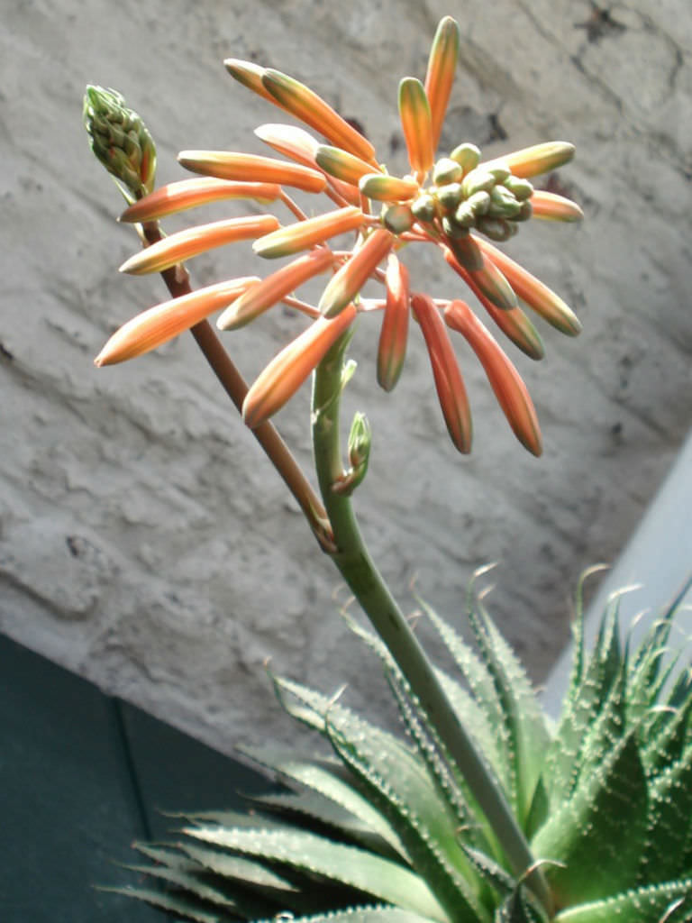 Aloe aristata (Lace Aloe) World of Flowering Plants