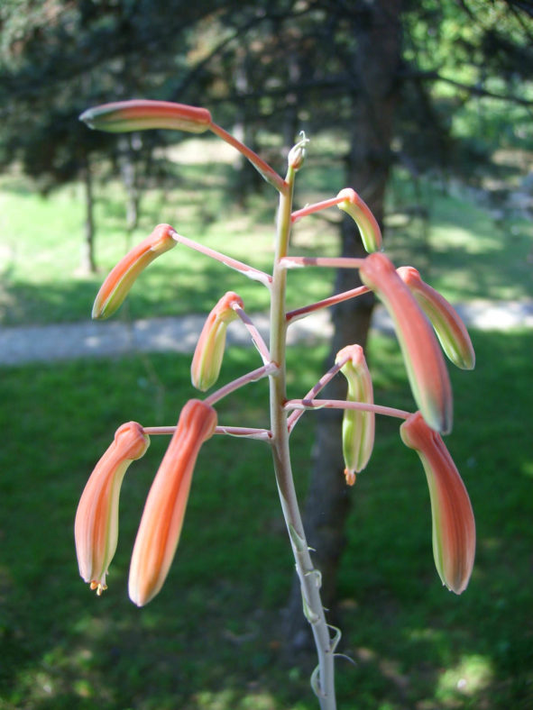 Aloe aristata - Torch Plant