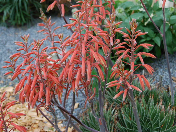 Aloe aristata – Lace Aloe