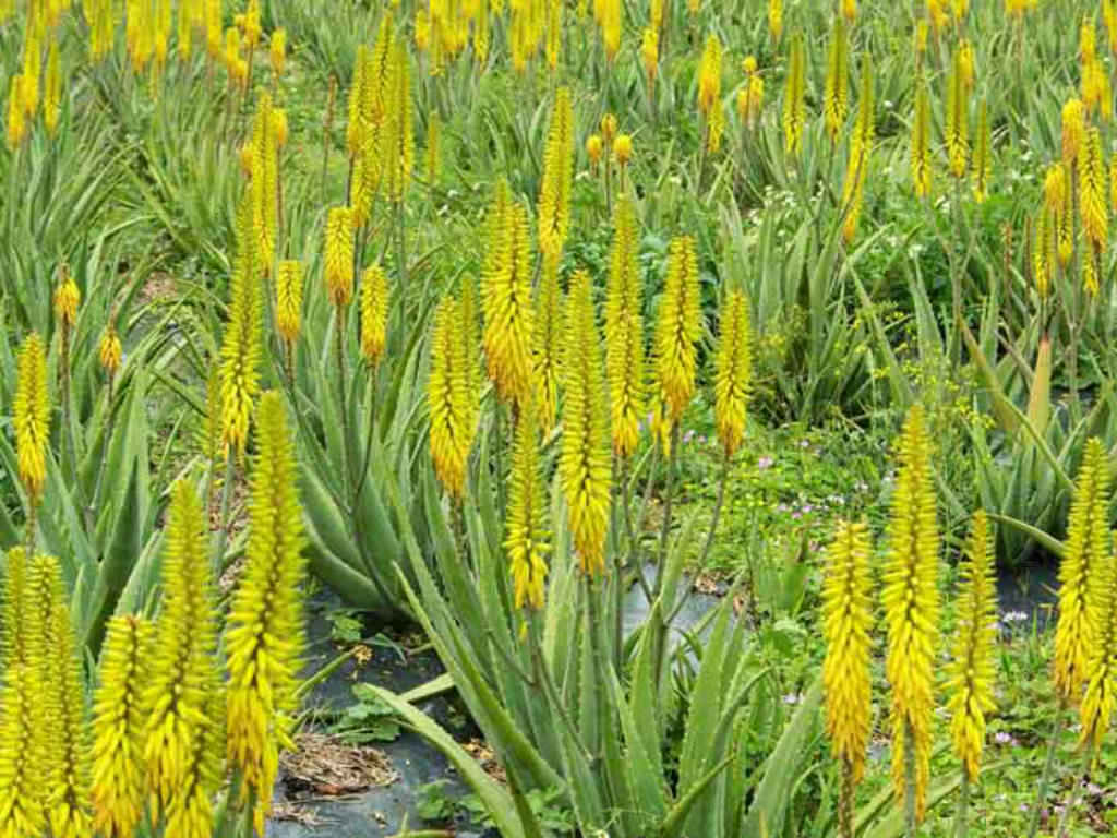 Aloe vera, true aloe: House and medicinal plant 