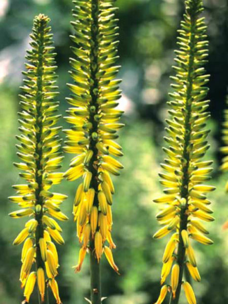 Aloe vera (Medicinal Aloe) - World of Flowering Plants