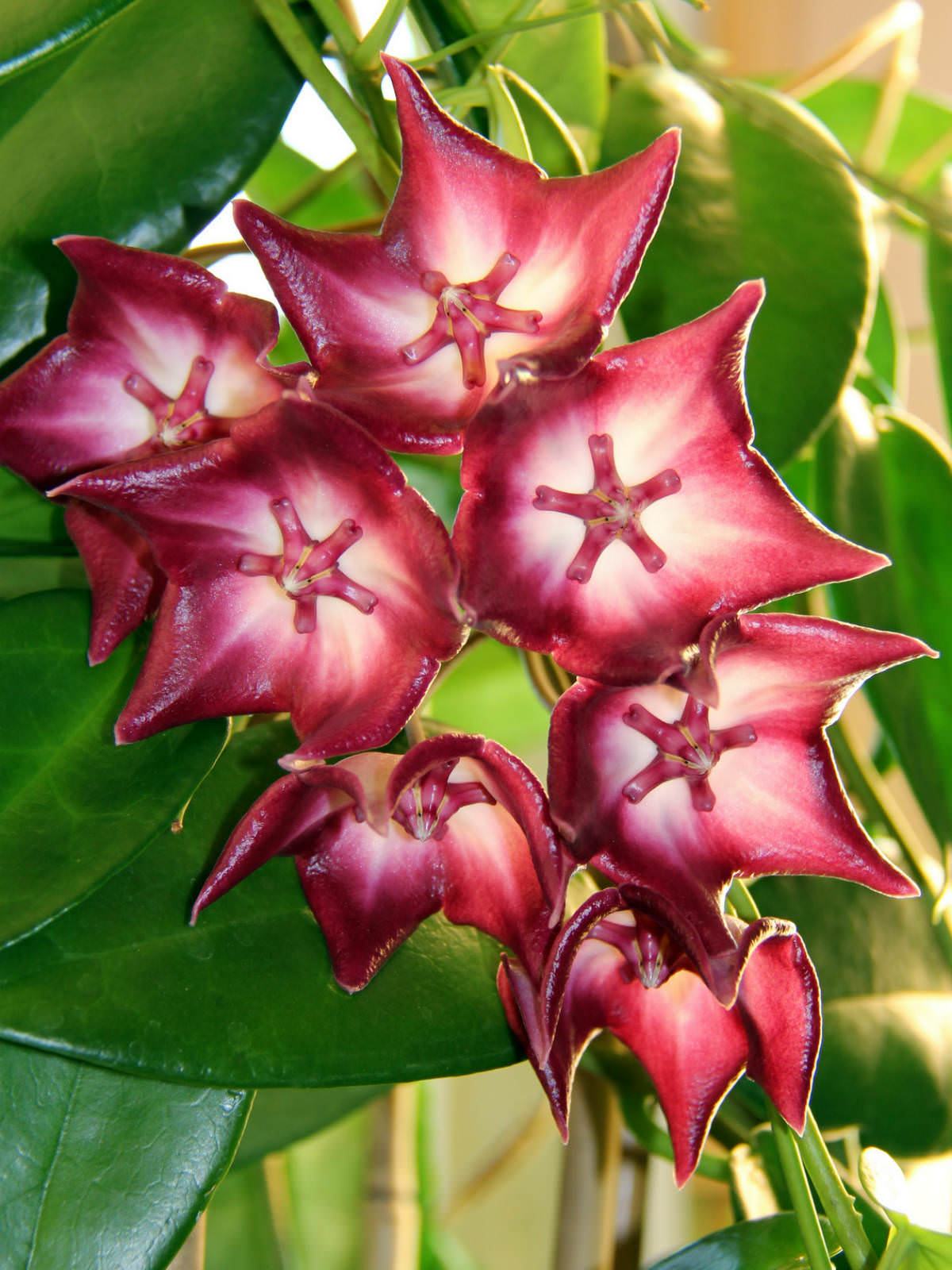 Hoya macgillivrayi | World of Flowering Plants