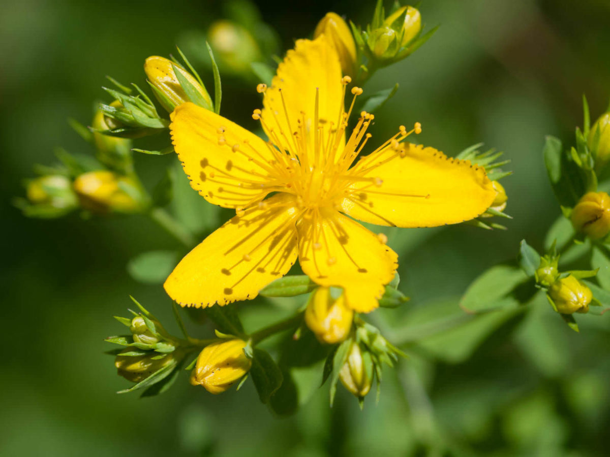 Hypericum perforatum (Common St. John's Wort) - World of Flowering Plants