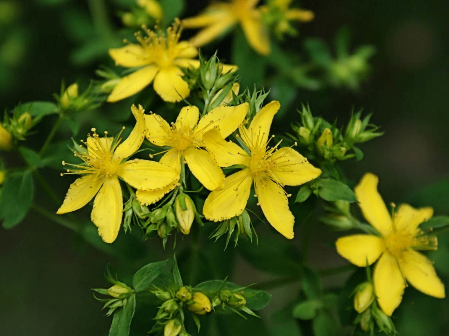 Hypericum Perforatum (Common St. John's Wort) - World Of Flowering Plants