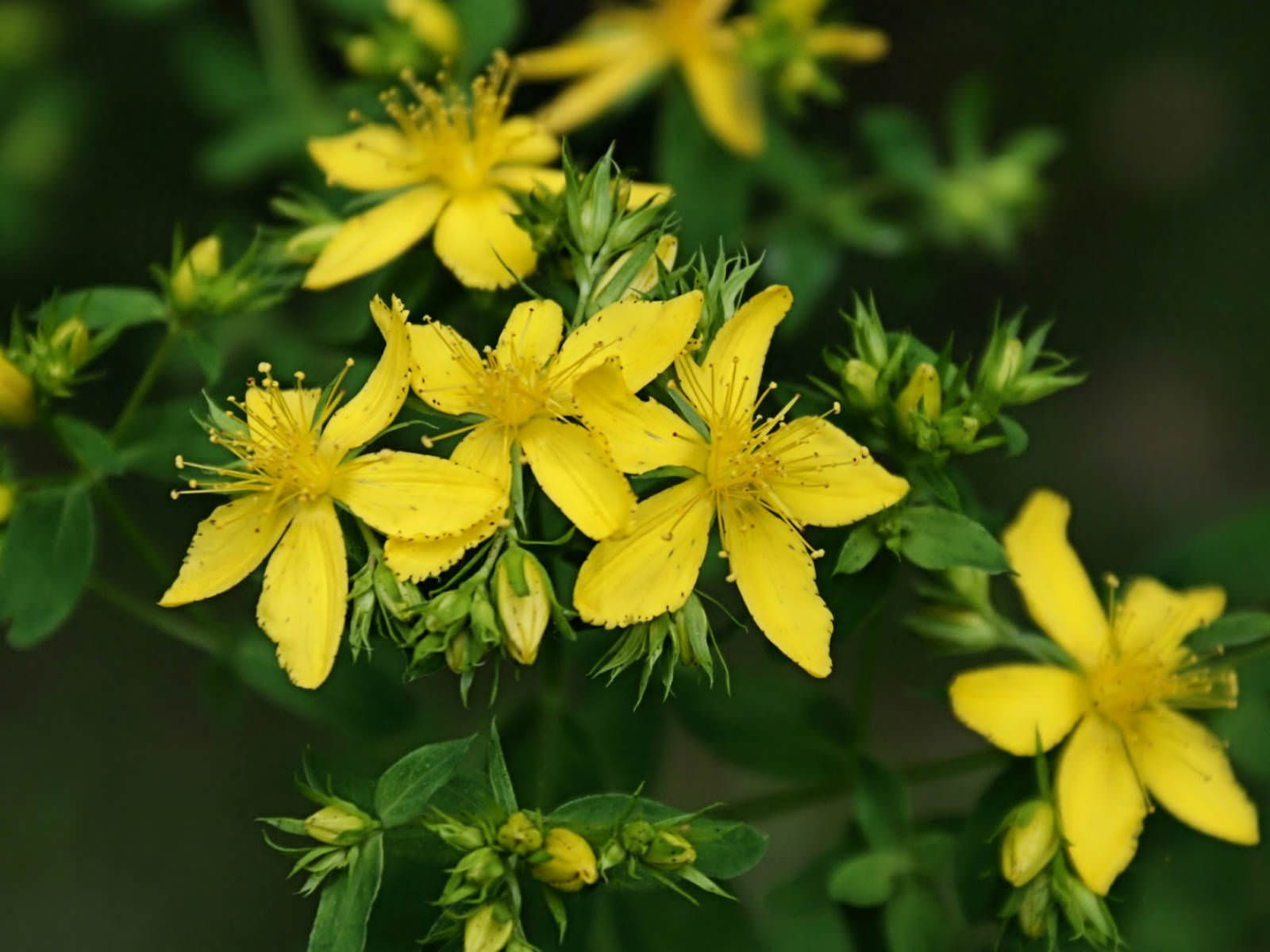 Hypericum perforatum St. John's Wort) World of Flowering Plants