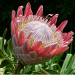 Protea cynaroides (King Protea) - World of Flowering Plants