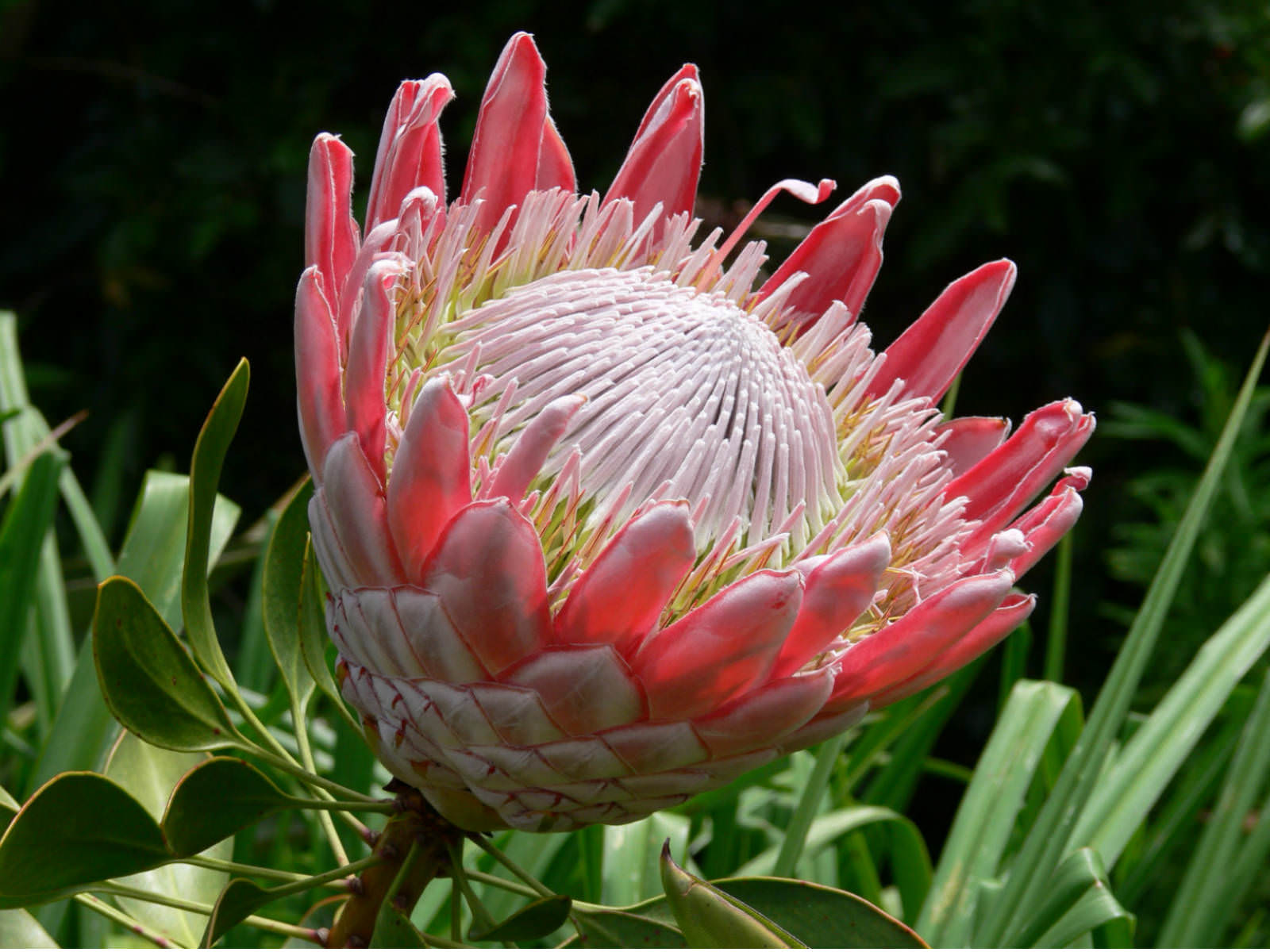 Protea cynaroides (King Protea) | World of Flowering Plants