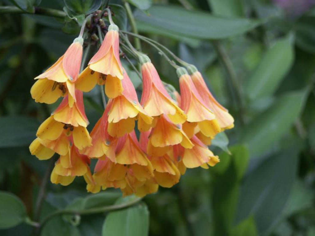 Bomarea multiflora (Vine Alstroemeria) - World of Flowering Plants