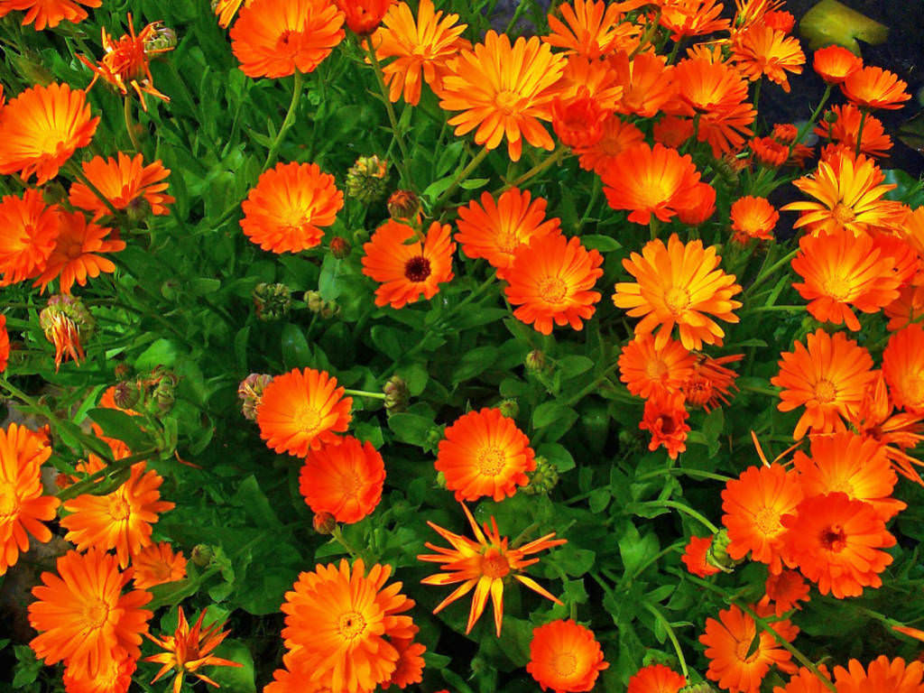 Calendula officinalis (Pot Marigold) - World of Flowering Plants