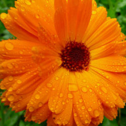 Calendula officinalis (Pot Marigold) - World of Flowering Plants