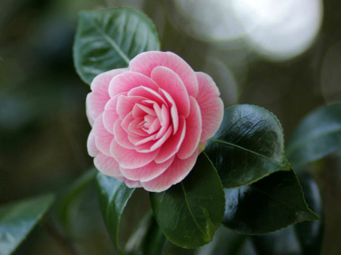 Camellia japonica (Japanese Camellia) - World of Flowering Plants