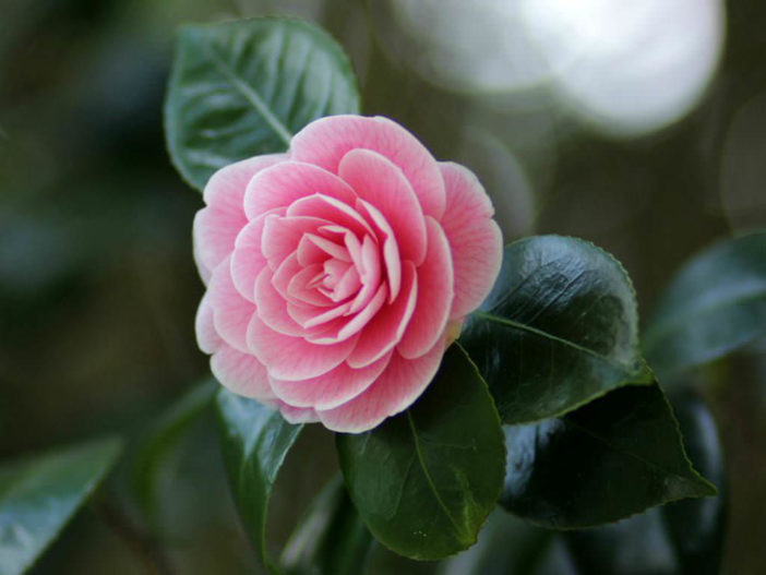 Camellia Japonica - Plants To Your Door