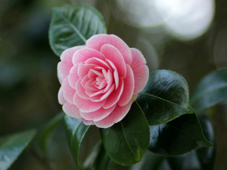 Camellia japonica - Japanese Camellia