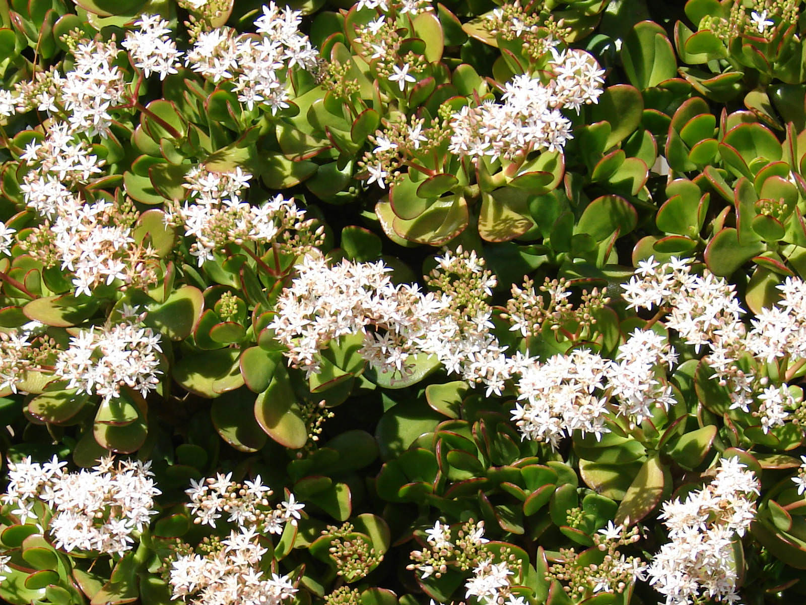 Crassula ovata Jade Plant   World of Flowering Plants