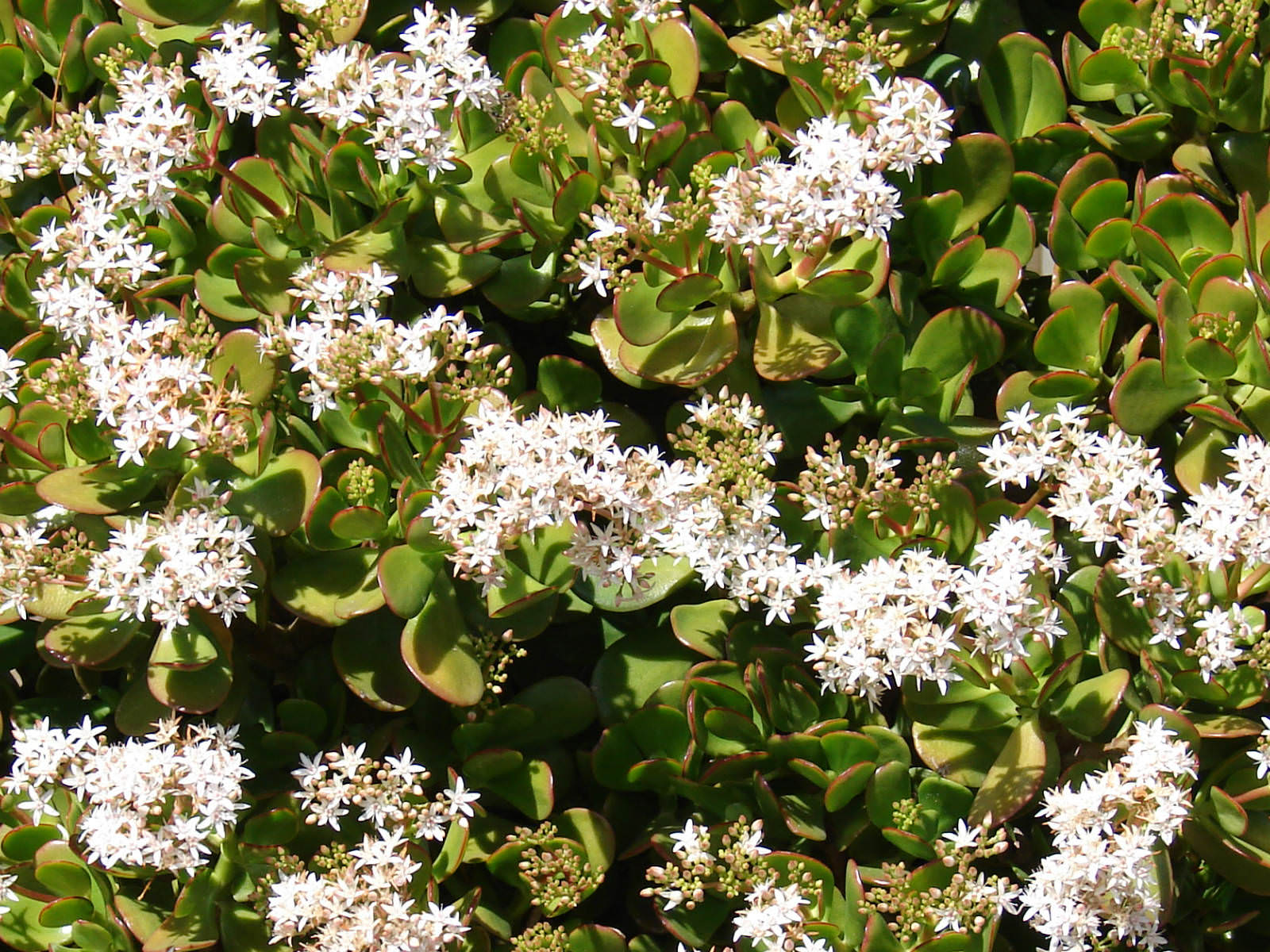 Crassula ovata (Jade Plant) | World of Flowering Plants