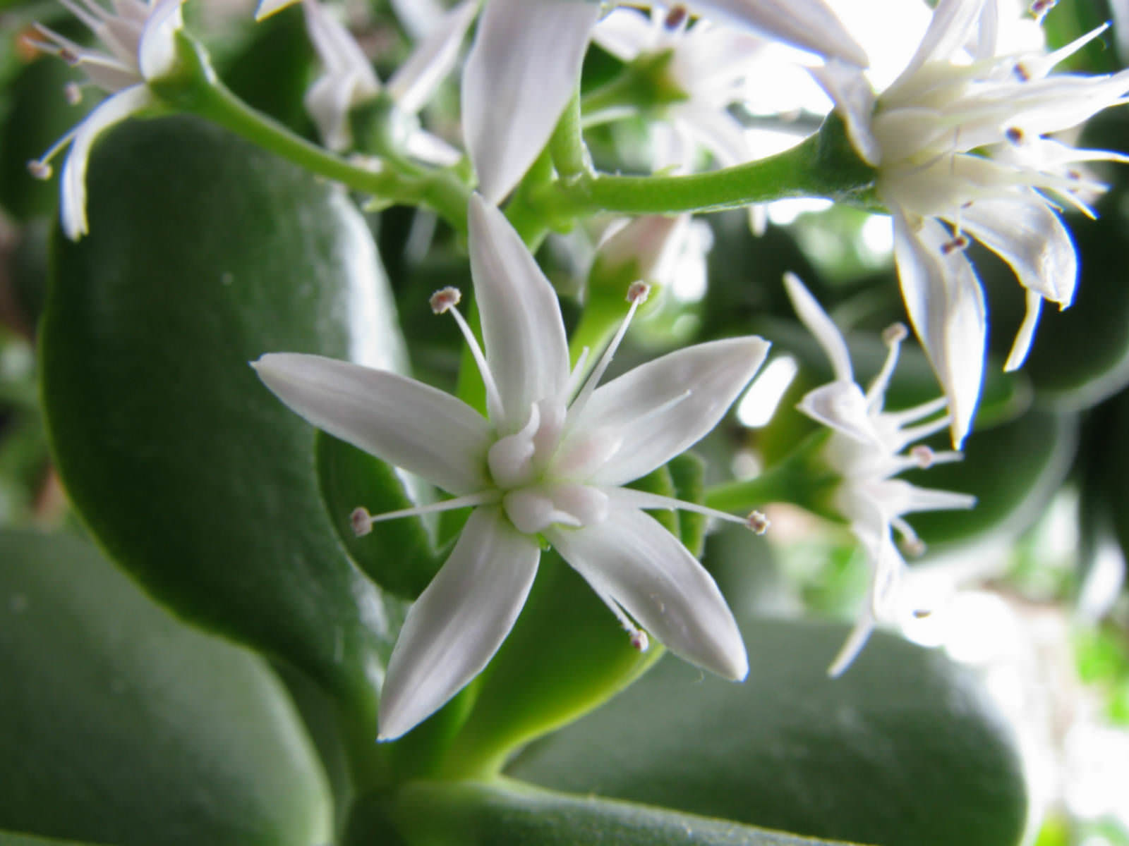 Crassula ovata (Jade Plant) | World of Flowering Plants