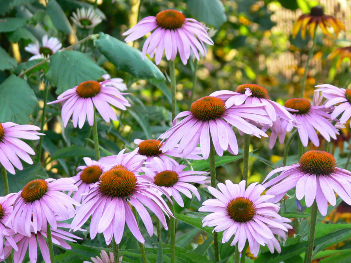 Echinacea angustifolia (Black Sampson) - World of Flowering Plants