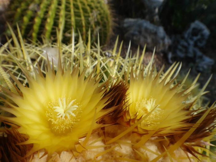 Echinocactus grusonii - Golden Barrel Cactus