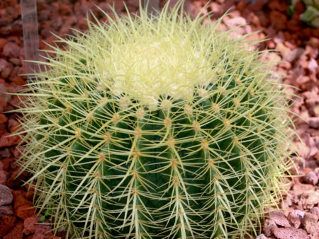 Echinocactus grusonii (Golden Barrel Cactus) - World of Flowering Plants