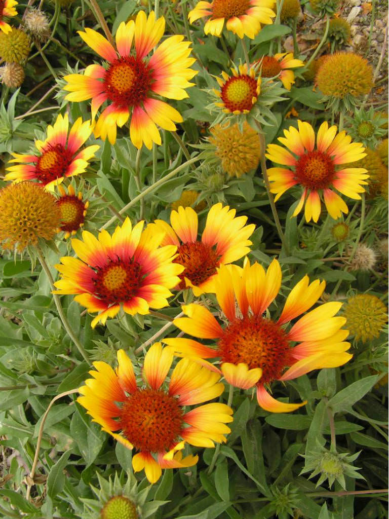 Gaillardia Aristata Common Blanket Flower World Of Flowering Plants Gaillardia Aristata Common Blanket Flower World Of Flowering Plants