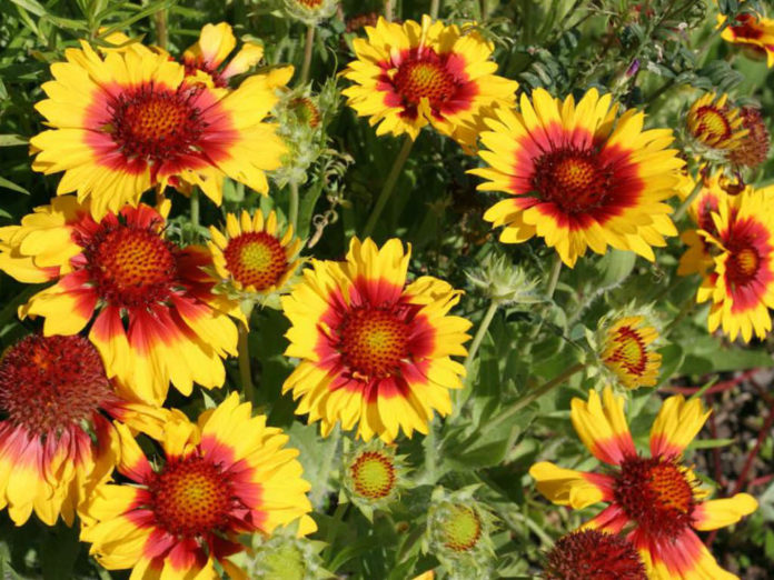 Gaillardia aristata Blanket Flower) World of Flowering Plants