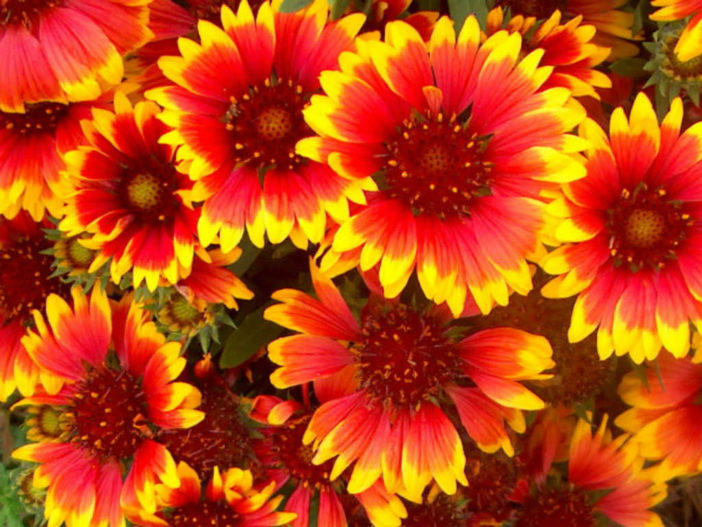 Gaillardia pulchella (Fire Wheel) - World of Flowering Plants