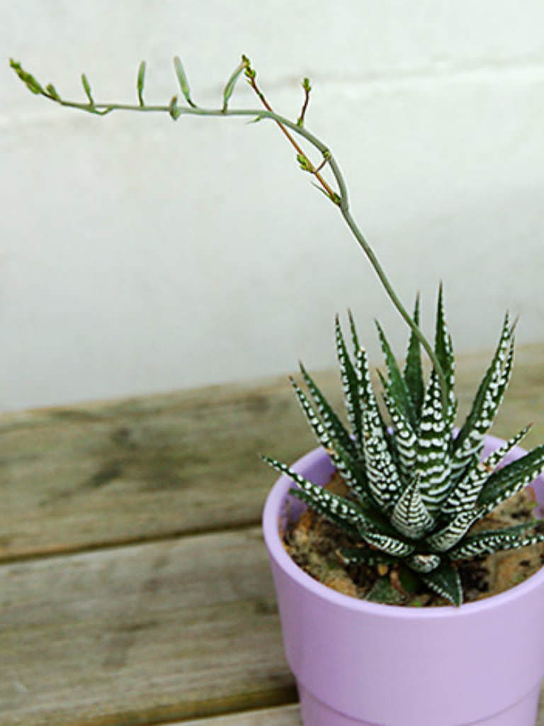 Haworthia attenuata (Zebra Plant) - World of Flowering Plants