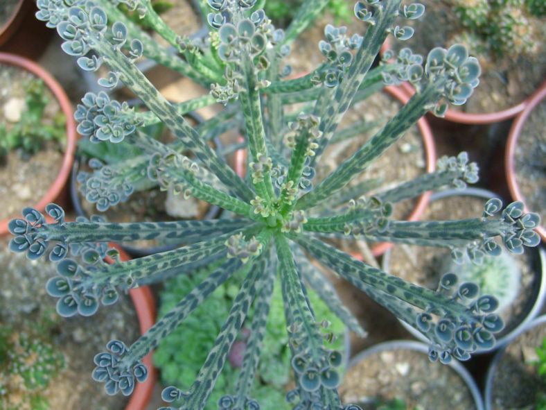 Kalanchoe delagoensis (Chandelier Plant)