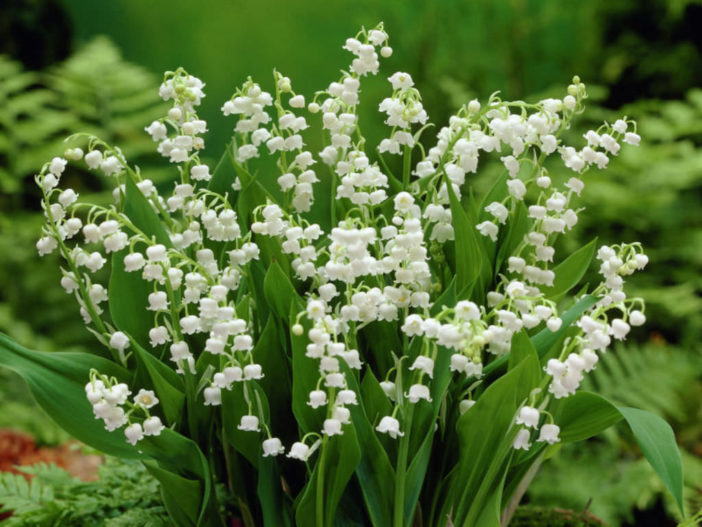 Lily of the valley код от шкафа