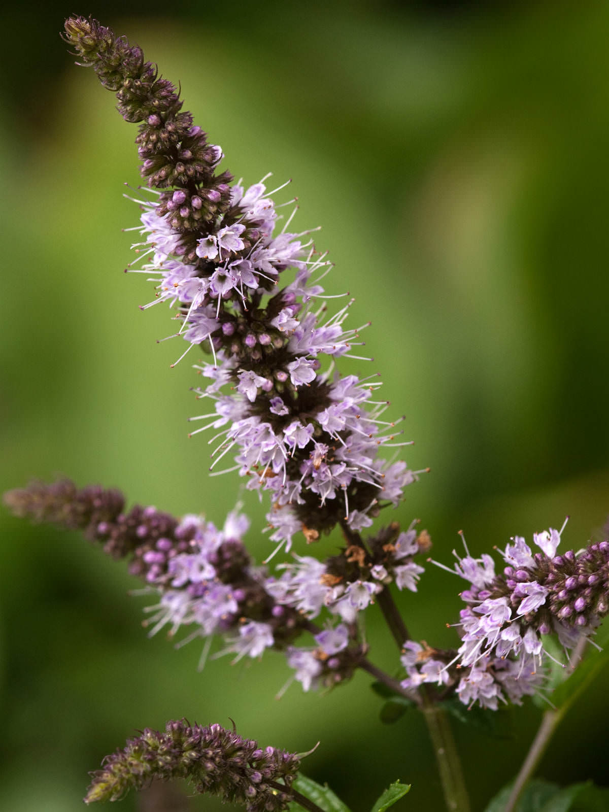 Mentha × piperita (Peppermint) - World of Flowering Plants