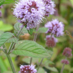 Mentha aquatica (Water Mint) - World of Flowering Plants