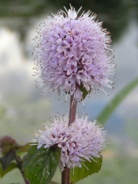 Mentha aquatica (Water Mint) - World of Flowering Plants