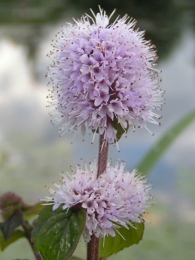 Mentha aquatica (Water Mint) World of Flowering Plants